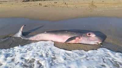 Scientists studying decades of pygmy sperm whale strandings in Florida found three previously unknown stomach bacteria inside one of the ocean’s most elusive whales