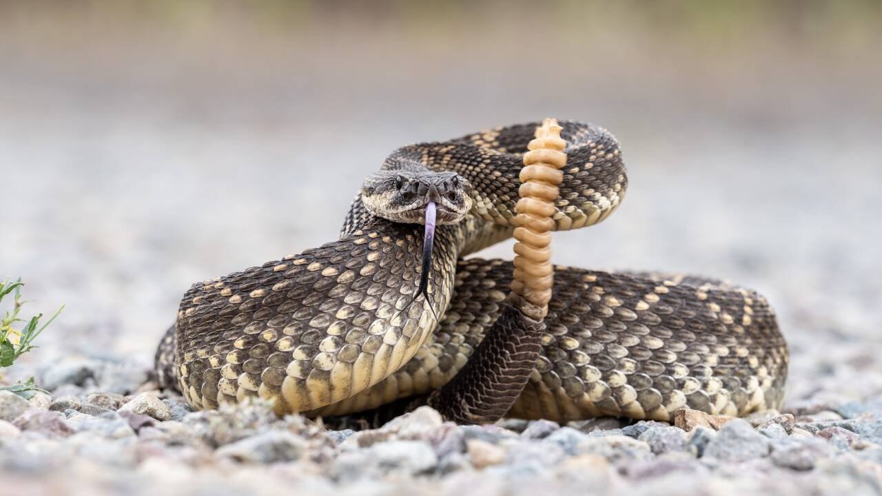 rattle snake ready to strike