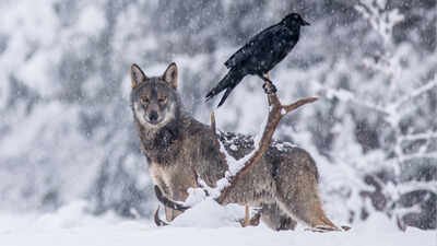 Scientists Thought Ravens Followed Wolves for Food. They Were Wrong. Ravens Predict Them Scientists thought ravens followed wolves for food. A 2.5-year GPS study told a different story.