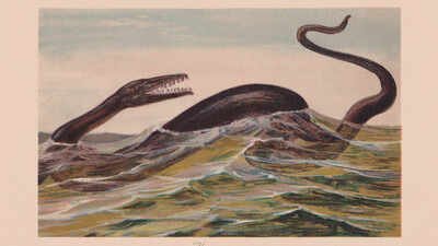A fossil remained trapped inside a Japanese museum rock for 30 years. Scientists now think it may belong to an unknown sea reptile