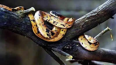 Multi-crore snakebite scam: Doc, lawyers among 17 arrested in Chhattisgarh