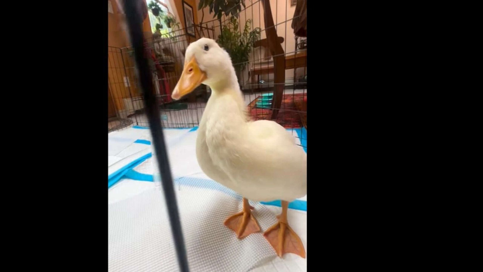 Rescued and rehabilitated