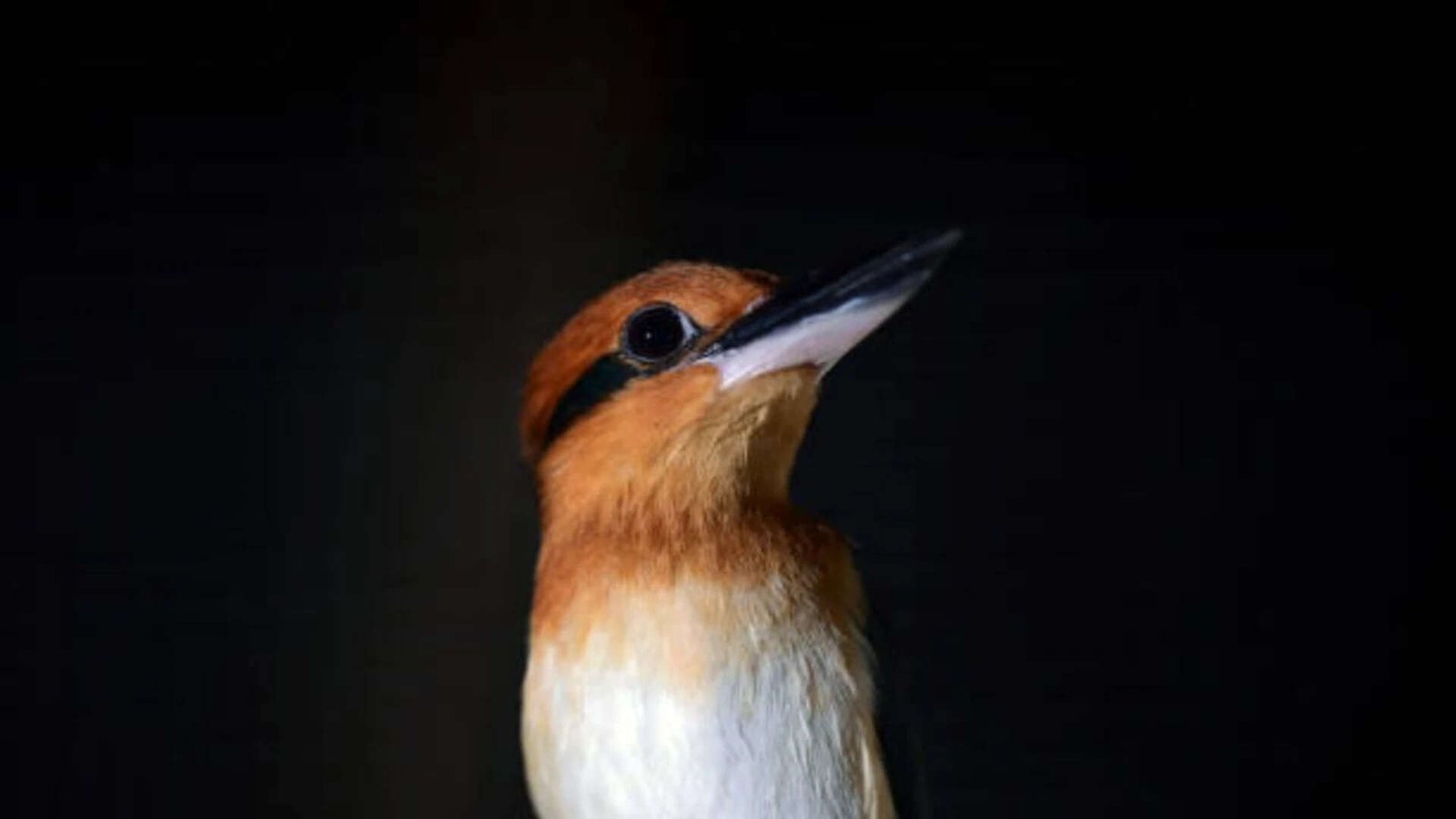 Restoring a lost species