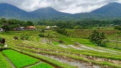 Rice fields in Bali (Image Credit: Canva) Bali’s 1,000-year-old rice fields once worked as a giant water system. Now 6,500 hectares have vanished and locals are buying water
