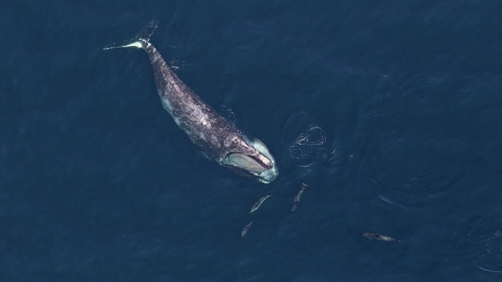 Right whale