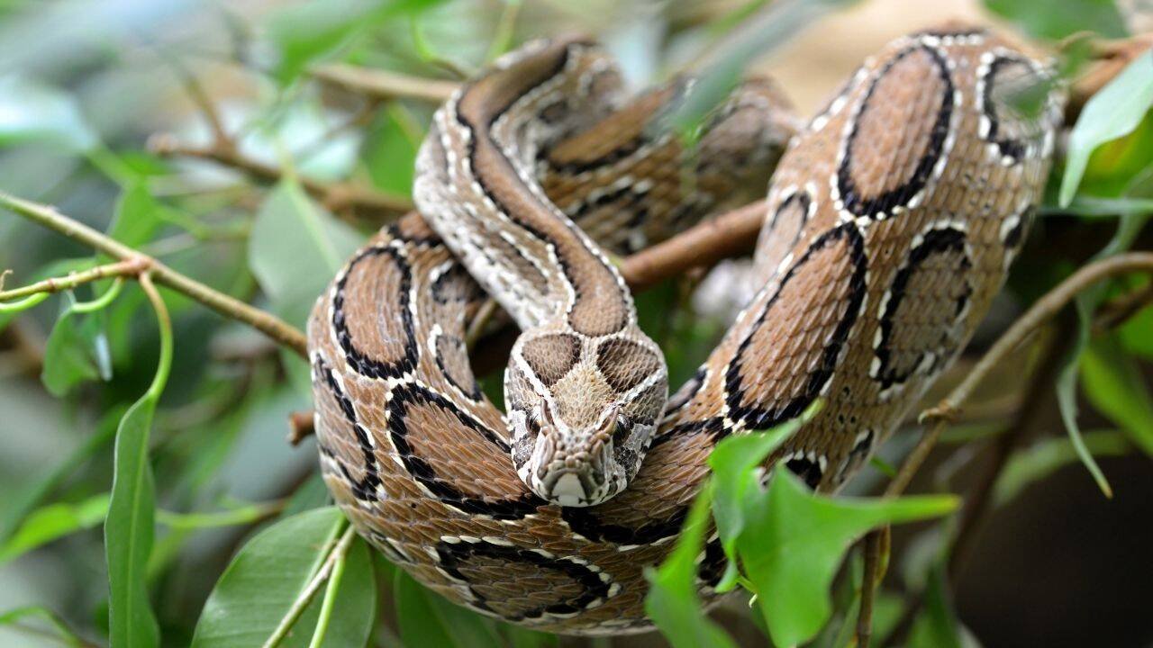 Russell’s viper