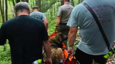 Sable being rescuedPhoto credit: Tiffany Young A 102-pound dog could not make it down a mountain. Volunteers carried her for four hours