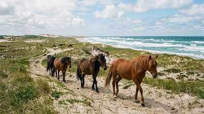 Image: AI Generated Sable Island is a remote sand island with no permanent residents, yet hundreds of wild horses roam freely across its shifting dunes