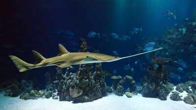 Sawfish Critically endangered sawfish are still killed for teeth carved into cockfighting spurs; one rostrum can produce products worth roughly $8,000