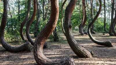 PC: Discovery Channel Scientists are racing to solve the mystery of Poland’s 90-year-old Crooked Forest before its bizarre C-shaped pine trees die out forever