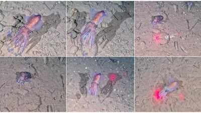 Scientists filmed this rare Arctic squid in the wild for the first time, guarding its eggs in sub-zero water inside the world’s largest national park