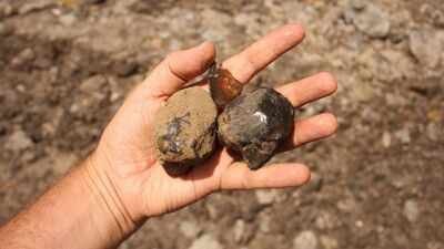 PC: National History Museum Scientists found South America’s first insect-bearing amber, a 112-million-year-old time capsule from a lost dinosaur-era forest