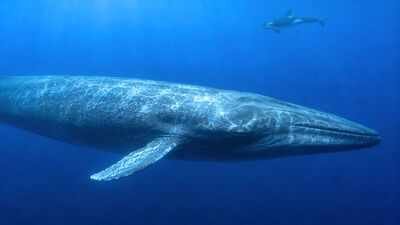 PC: AI Generated Scientists have finally explained why killer whales struggle to hear blue whales, and the answer may have helped the giants survive for millions of years