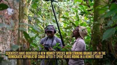 Image Credit: X/ @FloridaAtlantic Scientists have identified a new monkey species with striking orange lips in the Democratic Republic of Congo after it spent years hiding in a remote forest