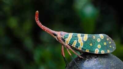 Earth could have over 20 million insect species, leaving most still unknown to science