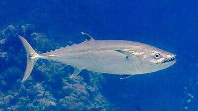 Scientists thought the dinosaur-killing asteroid created modern tuna; a new family tree says their speed and warm blood took 50 million years Scientists thought the dinosaur-killing asteroid created modern tuna; a new family tree says their speed and warm blood took 50 million years