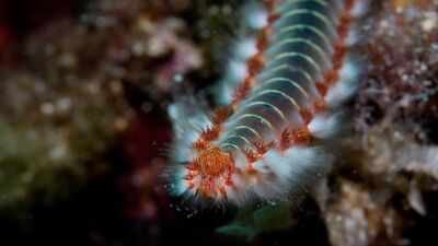 Representative image Scientists have found an ancient sea worm with jaws made from a mysterious 'bio-metal' never encountered before, a discovery that could rewrite what we know about nature