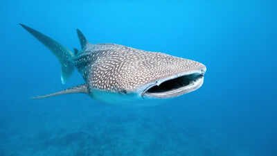 Scientists attach cameras to whale sharks, capturing how the world’s biggest fish hunts like never before