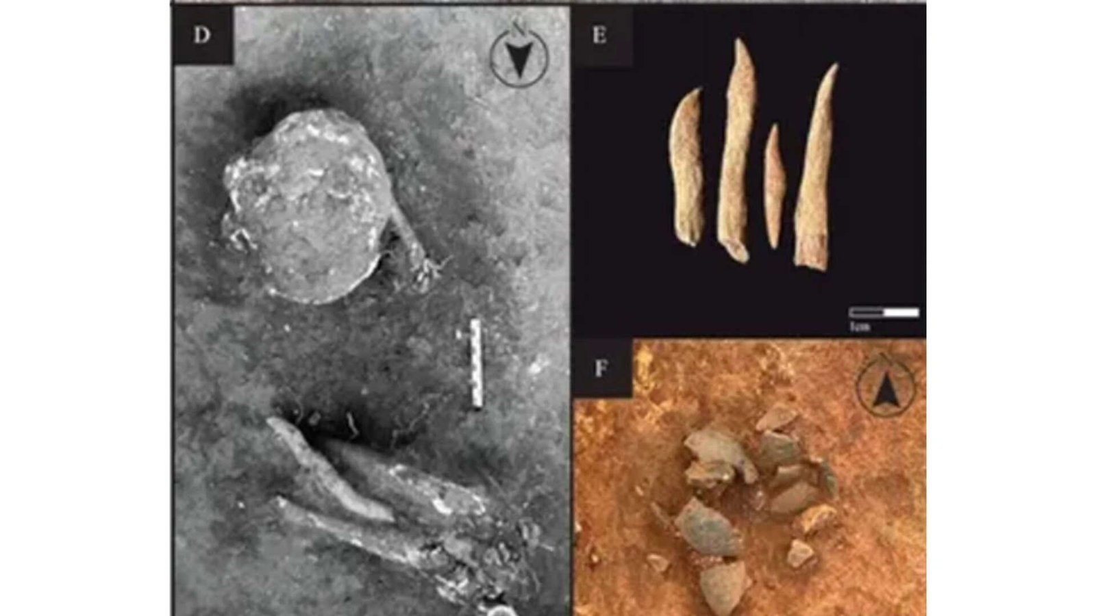 Skeletons found at Caculo Cabaca. Credit: D’Olivera et al.