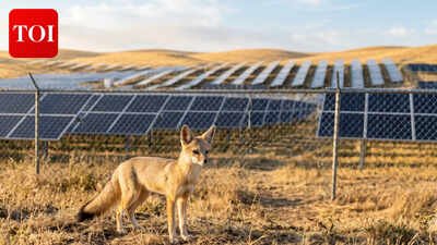 Solar panels and predator-proof fencing at California's Topaz Solar Farms are giving the endangered San Joaquin kit fox an unlikely refuge. (AI-generated representative image) How massive Solar farms in California are providing surprising benefits in preserving the endangered San Joaquin kit foxes