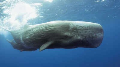 Sperm whales communicate by making clicks Scientists use AI to decode sperm whale communication, discovering a possible phonetic alphabet and revealing that Mediterranean sperm whales have different dialects by region
