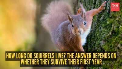 How long do squirrels live? The answer depends on whether they survive their first year