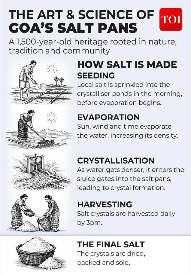 The art & science of Goa's salt pans