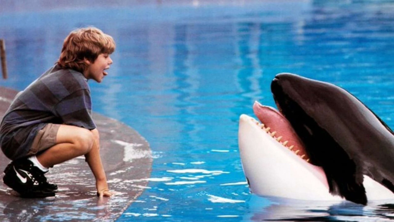 The iconic orca adventure makes a comeback<br>