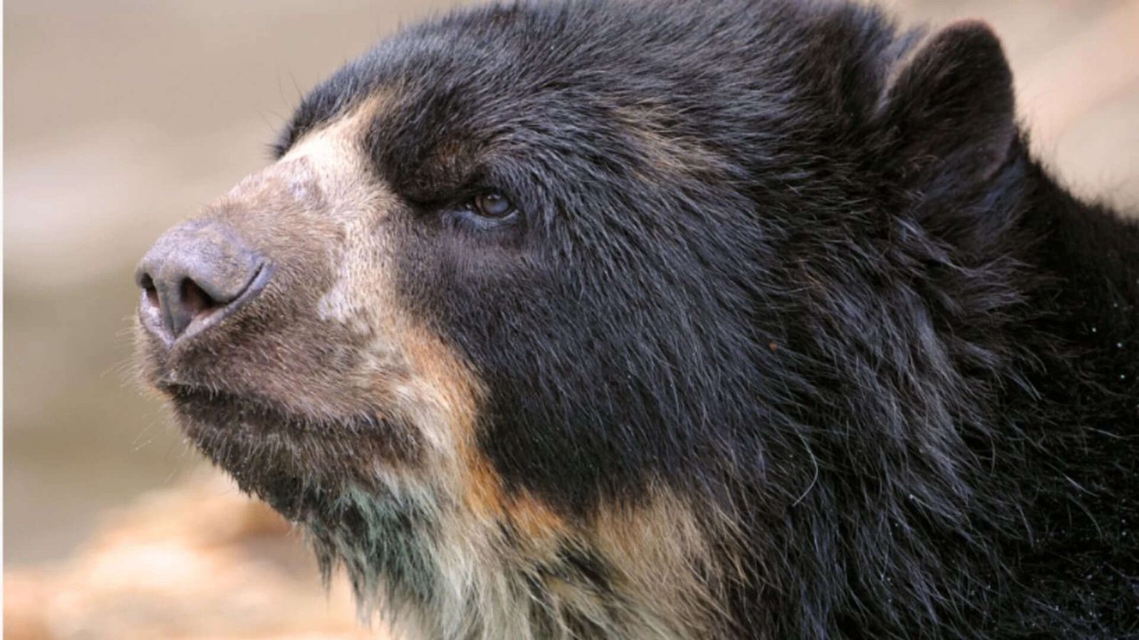 The jukumari is the only living bear species native to South America (iNaturalist photo)<br>