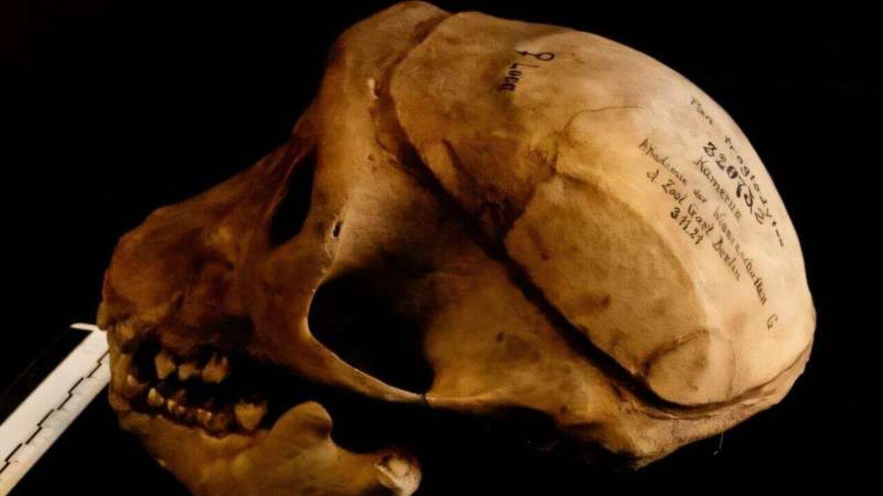 The skull of the chimpanzee named Rana-Loca