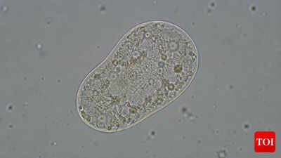 Scientists at the University of Minnesota have announced a major step in synthetic biology: a laboratory-made system dubbed 'SpudCell' that mimics many behaviors of living cells. (AI-generated image) Scientists create 'life': All you need to know about the SpudCell - why it matters & where it falls short