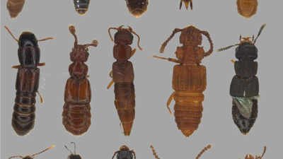 The study was carried out in the Área de Conservación Guanacaste (ACG) of Costa Rica, a UNESCO World Heritage Site In 1967, an ecologist predicted tropical mountains would trap heat-sensitive species; nearly 60 years later, tests on over 100 beetles support his warning