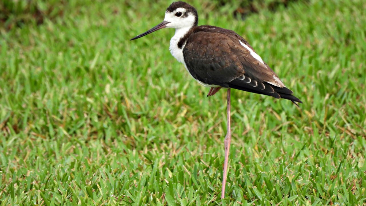The U.S. Fish and Wildlife Service