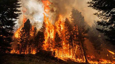 These ancient trees need fire to reproduce, but modern wildfires are now killing them completely