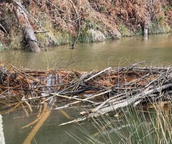 ​This dam was built on the North Fork Toutle River by the beavers released on the Smiths’ property