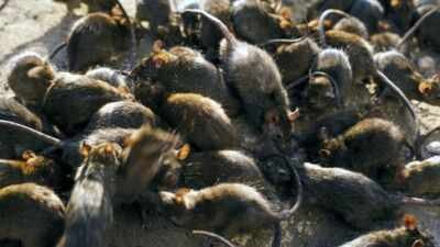 Tiny reef fish flourished beside islands filled with seabirds; where rats removed the birds, the entire underwater food chain took another route