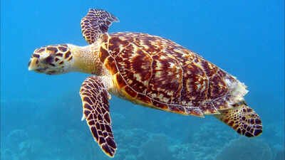 Pic courtesy: US Fish and Wildlife Service Florida man tries to sell 'rare hawksbill turtle shell' on Facebook at $2,700, ends up being charged with wildlife felony
