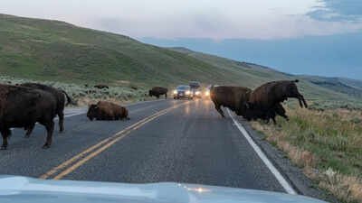 A Yellowstone road became a battleground when two massive bison charged at each other (AI-enhanced) - Credit: National Park Service Watch: Two massive 2,000-pound bison clashed on a Yellowstone road in dramatic battle for dominance as tourists watch from cars