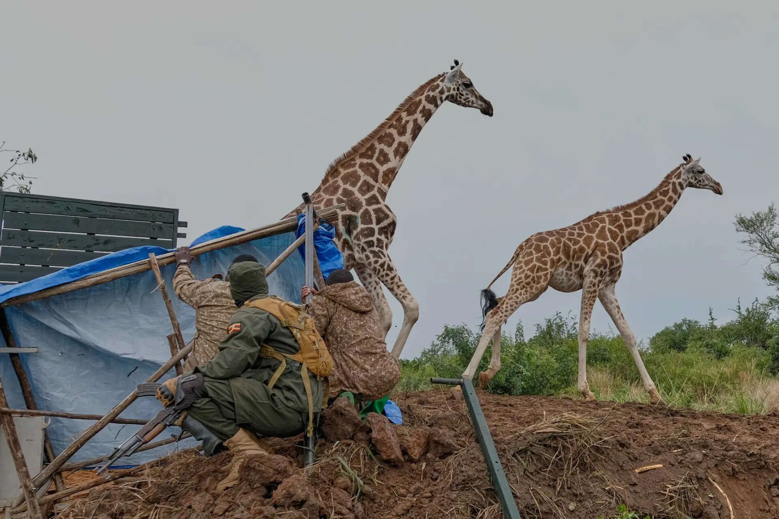 Uganda Giraffe Translocation