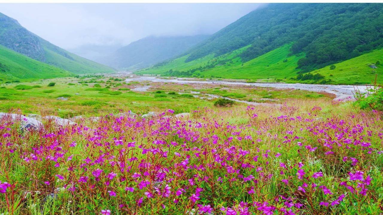 Valley of flowers