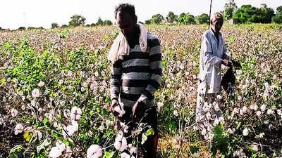 Explained: Why Cotton is India's "White Gold"