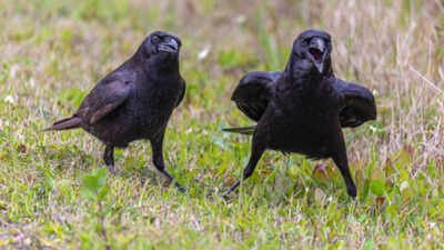 Why do crows seem to hold grudges? They could become your enemy for as long as 17 years