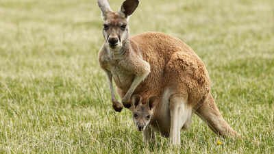 Newborn kangaroos are born tiny, blind and embryo-like, but scientists say their arms develop early so they can crawl to the mother’s pouch and survive