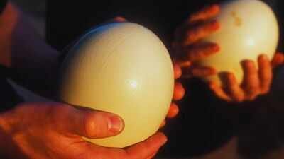 Why only two types of eggs can be seen commonly in markets-Canva Why do eggs in supermarkets come only in white and brown shells? And the reason why colourful birds eggs are not commonly consumed
