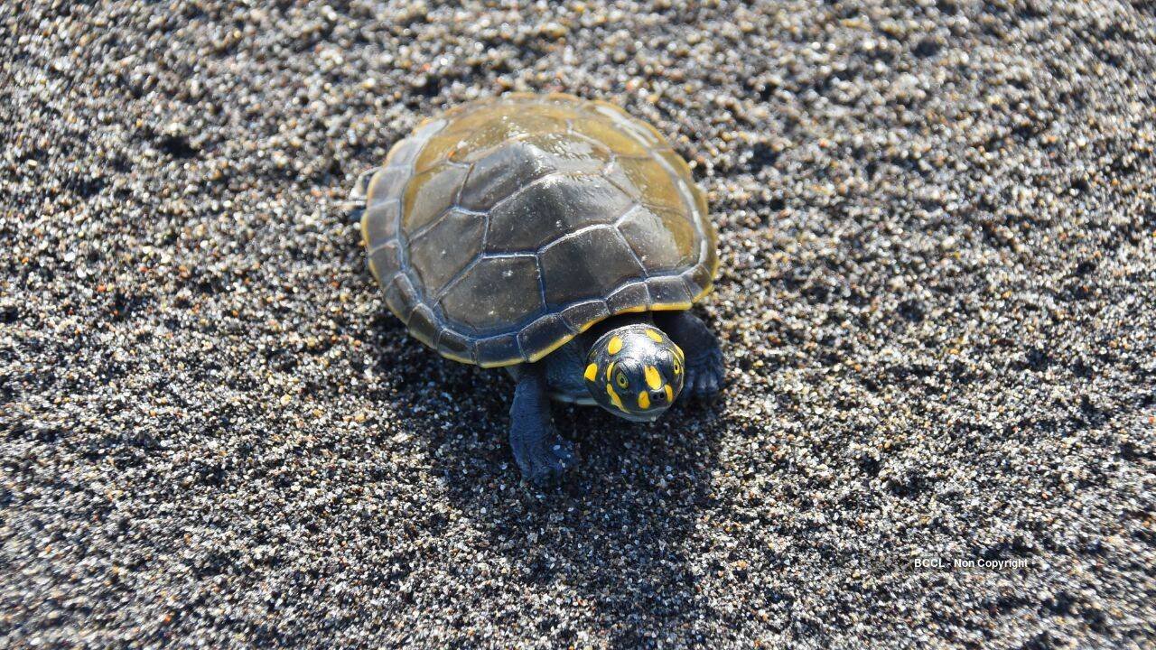 Yellow-spotted Amazon river turtle