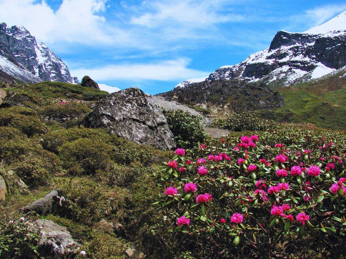 Yumthang Valley, Sikkim