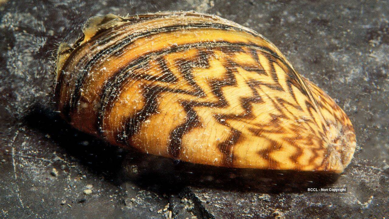 zebra mussel