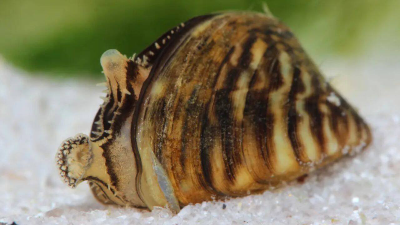 Zebra mussels are an invasive species that can drastically change freshwater ecosystems.