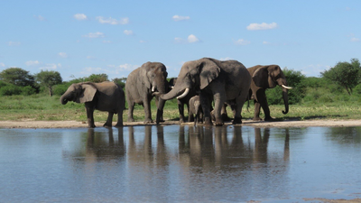 Rewilded elephants on Khamab Kalahari Reserve, who were observed during this research project (from left to right: Ngwedi, Mana, Michael, and Chikwenya) South Africa released 11 formerly captive elephants onto wild reserves; five years later, their behaviour closely matched elephants that had never lived in captivity