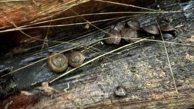 Photo by: Taronga Conservation Society Australia In 1996, Campbell’s keeled glass snail was declared extinct; 30 years later, more than 1,000 captive-bred snails have been returned to Norfolk Island
